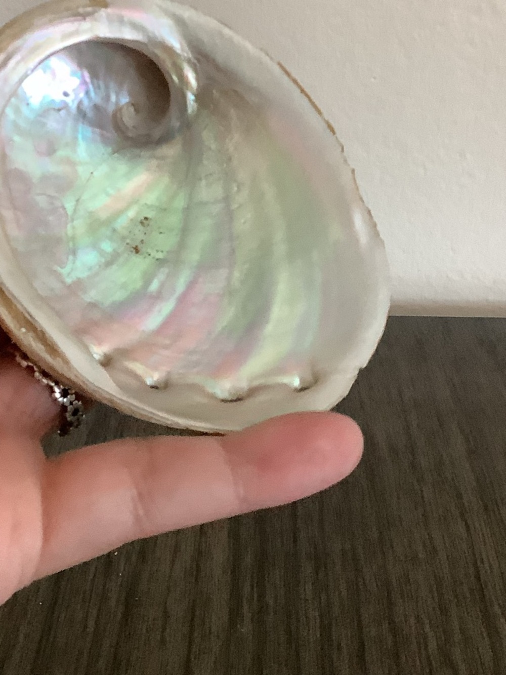 Abalone Haliotis Rufescens Shell 4.5" Long - Picture 6 of 13